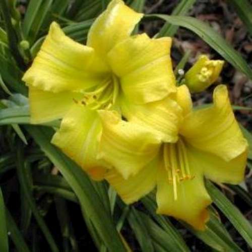 Hemerocallis 'Eenie Weenie' (yellow)