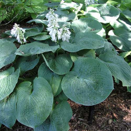 Hosta sieboldiana 'Elegans'