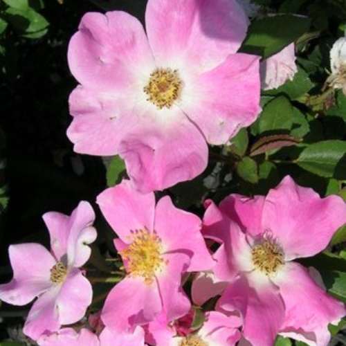 Rosa sb. x 'Nearly Wild' (pink)