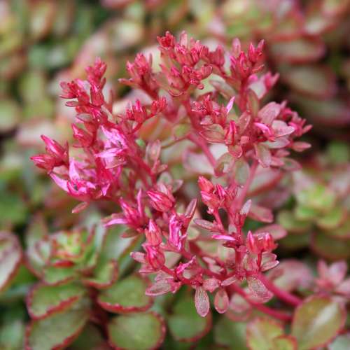 Sedum 'Blaze of Fulda'