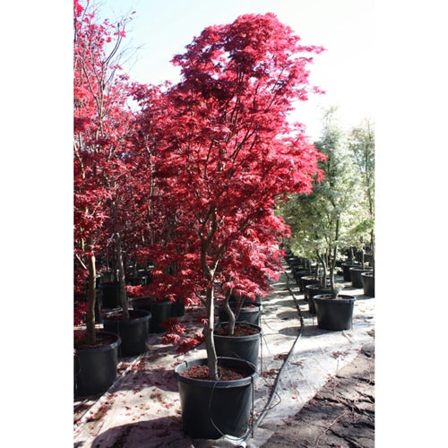 Acer palmatum 'Pixie'