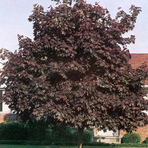 Acer pl. 'Deborah'