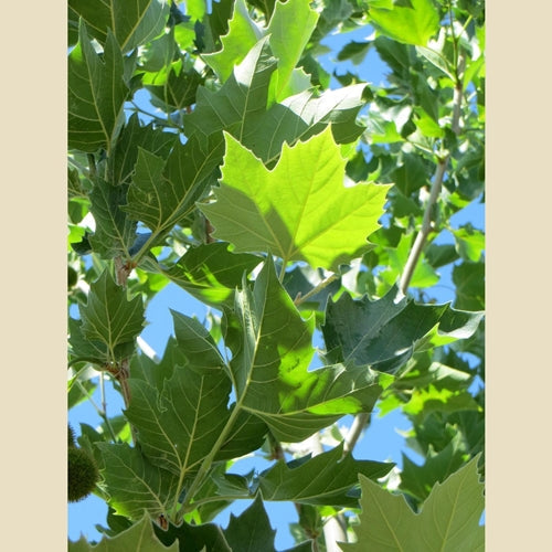 Platanus x a. 'Bloodgood'