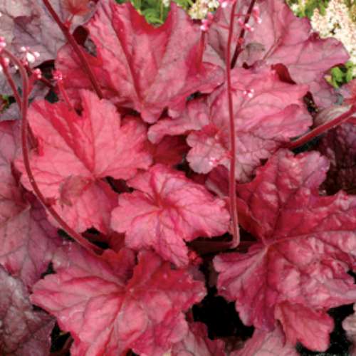 Heuchera 'Fire Chief' PPAF