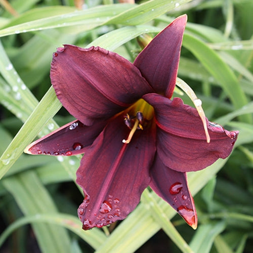 Hemerocallis 'American Revolution' (red/black)