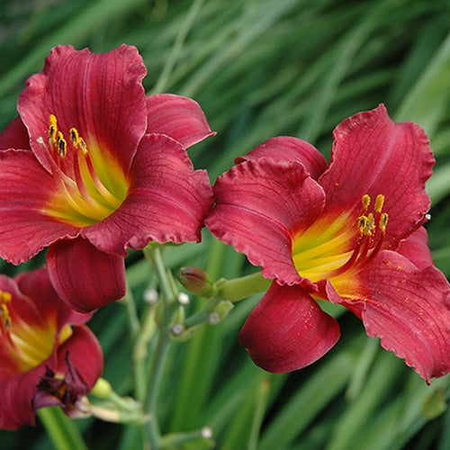 Hemerocallis 'Ruby Stella' (red)