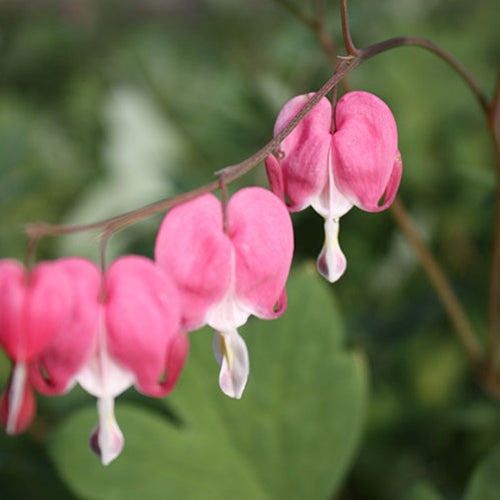 Dicentra spectabilis (pink/white)