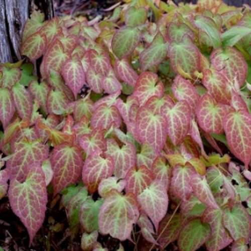 Epimedium x 'Rubrum' (red)