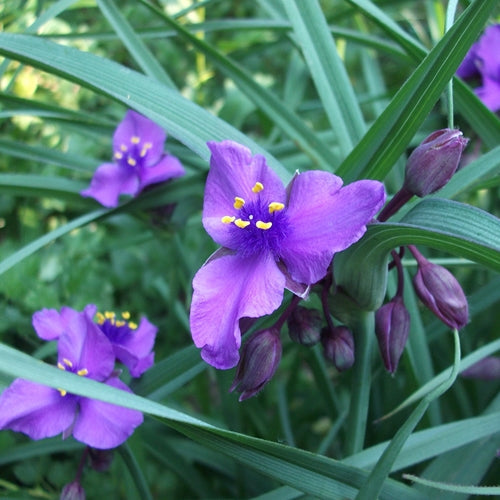 Tradescantia 'Concord Grape'