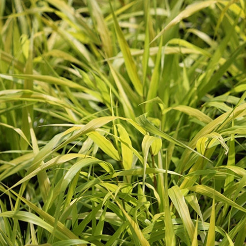 Grass, Hakonechloa m. 'All Gold'