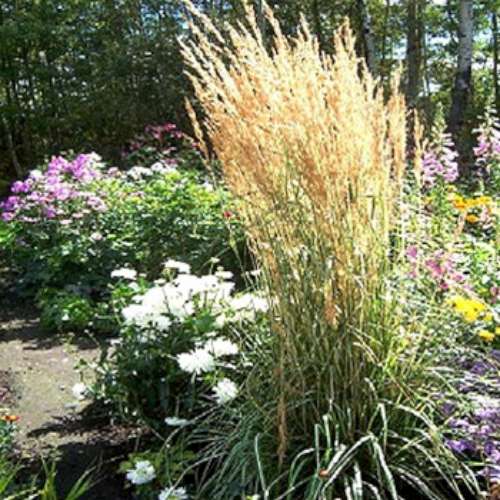 Grass, Calamagrostis a. 'Avalanche'