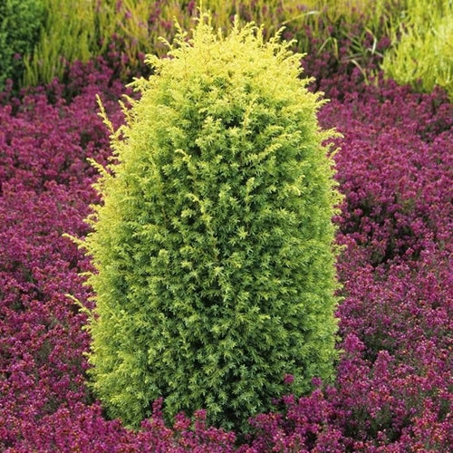 Juniperus com. 'Gold Cone'