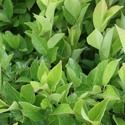 Itea virginica Little Henry® PW PP10988