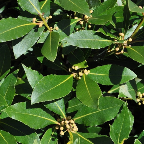 Laurus nobilis