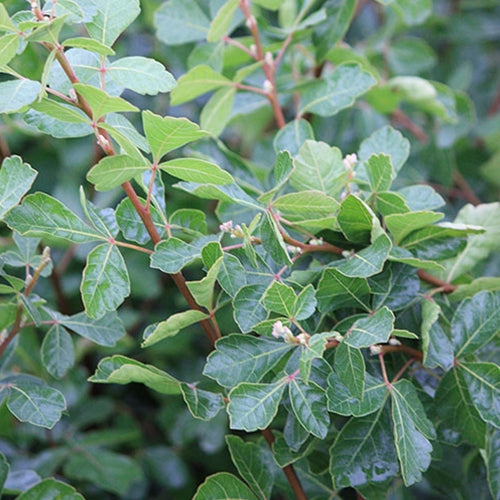 Rhus a. 'Gro-Low'