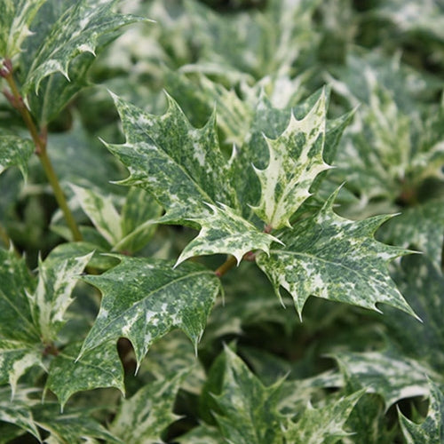 Osmanthus het. 'Goshiki'