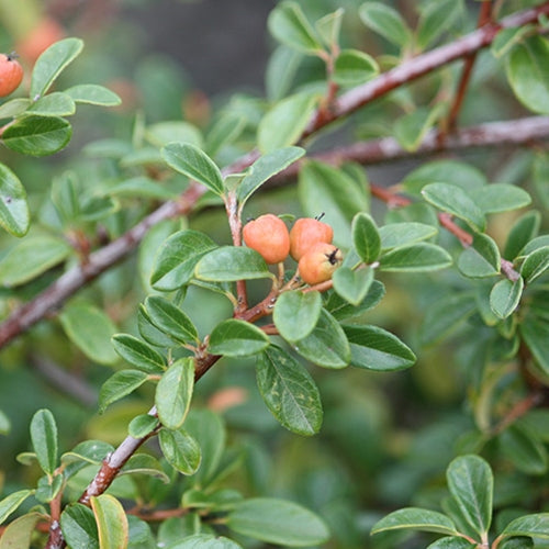 Cotoneaster dam. 'Coral Beauty'