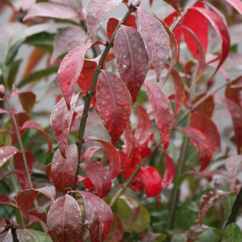 Euonymus a. 'Compacta'