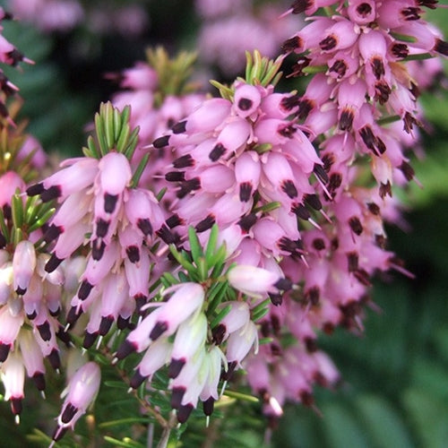 Erica x dar. 'Mary Helen' (pink) (Jan.-Mar.)