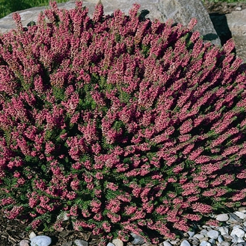 Erica vagans 'Mrs. D. F. Maxwell' (purple) (July-Sept.)