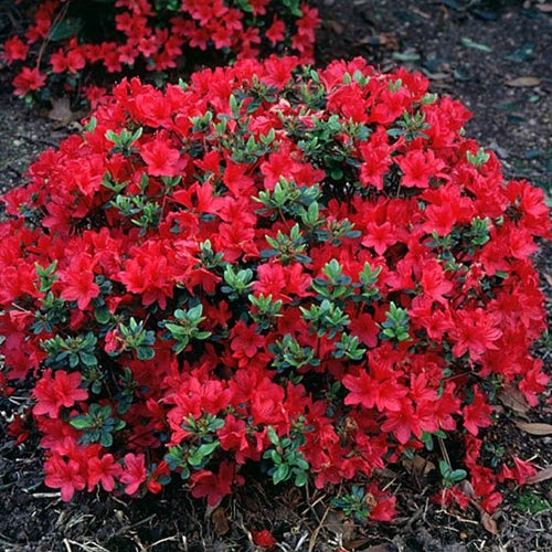 Azalea 'Hino-Crimson' (red)