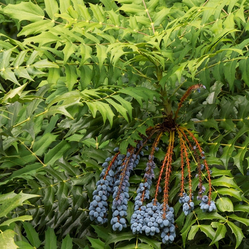 Mahonia x media 'Charity'