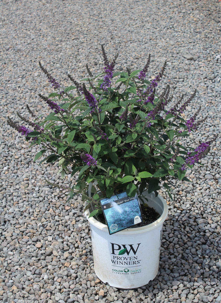 Buddleia Lo & Behold® 'Blue Chip Jr' PW PP26581