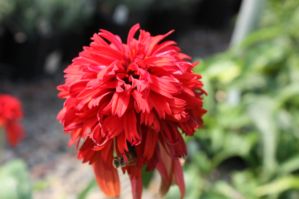 Echinacea p. CONE-FECTION™ 'Hot Papaya' PP21022 (red/orange)