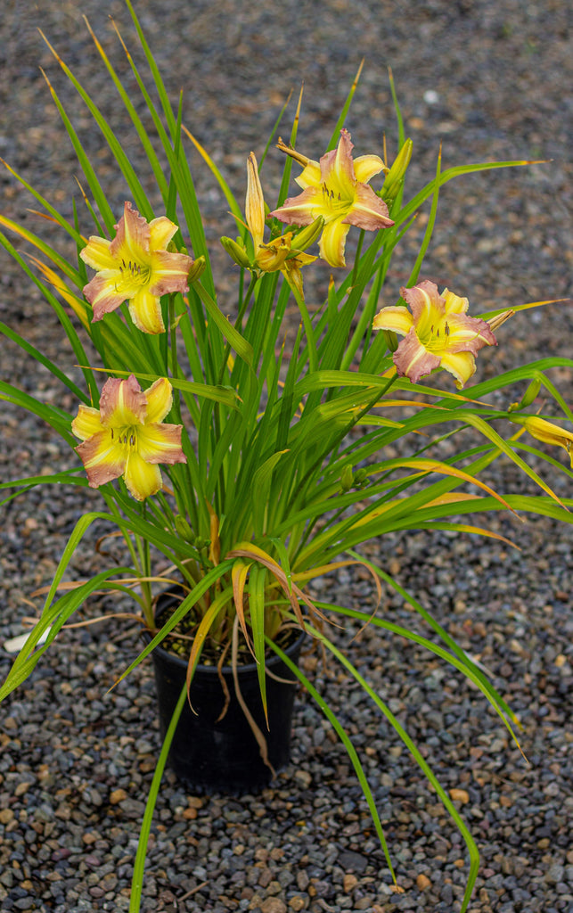 Hemerocallis EveryDayLily® 'Yellow Punch'