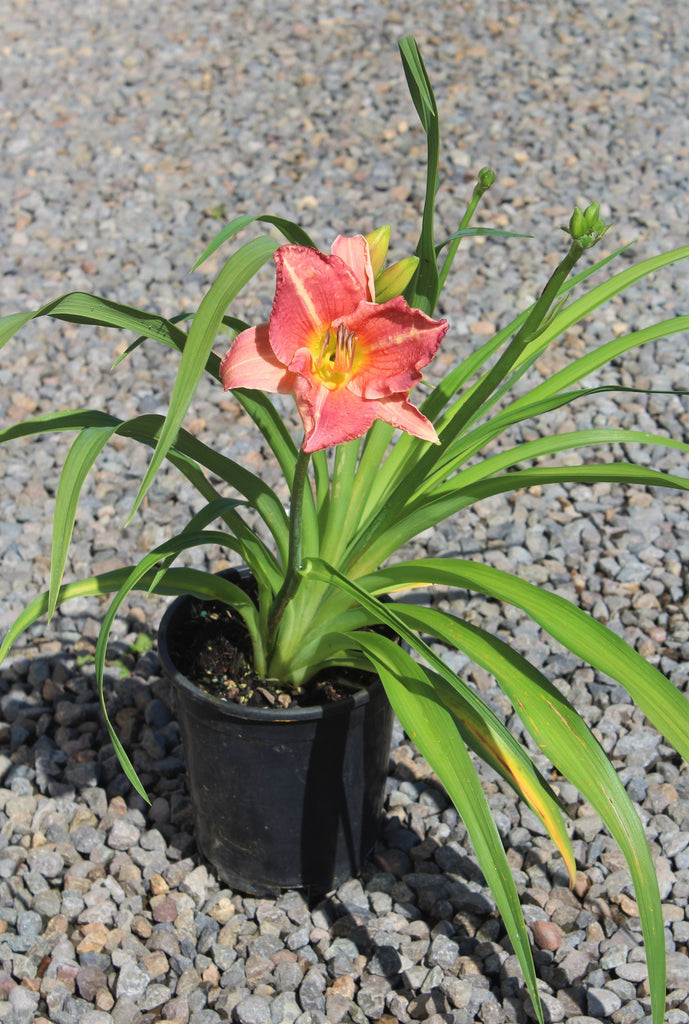 Hemerocallis 'Doris Dean' (pink)