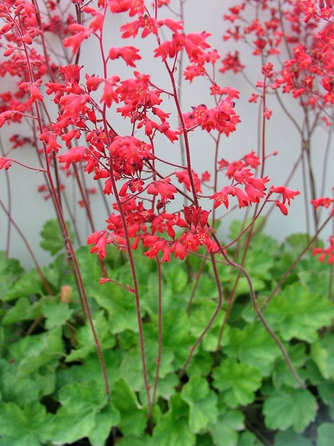 Heuchera x br. 'Firefly'