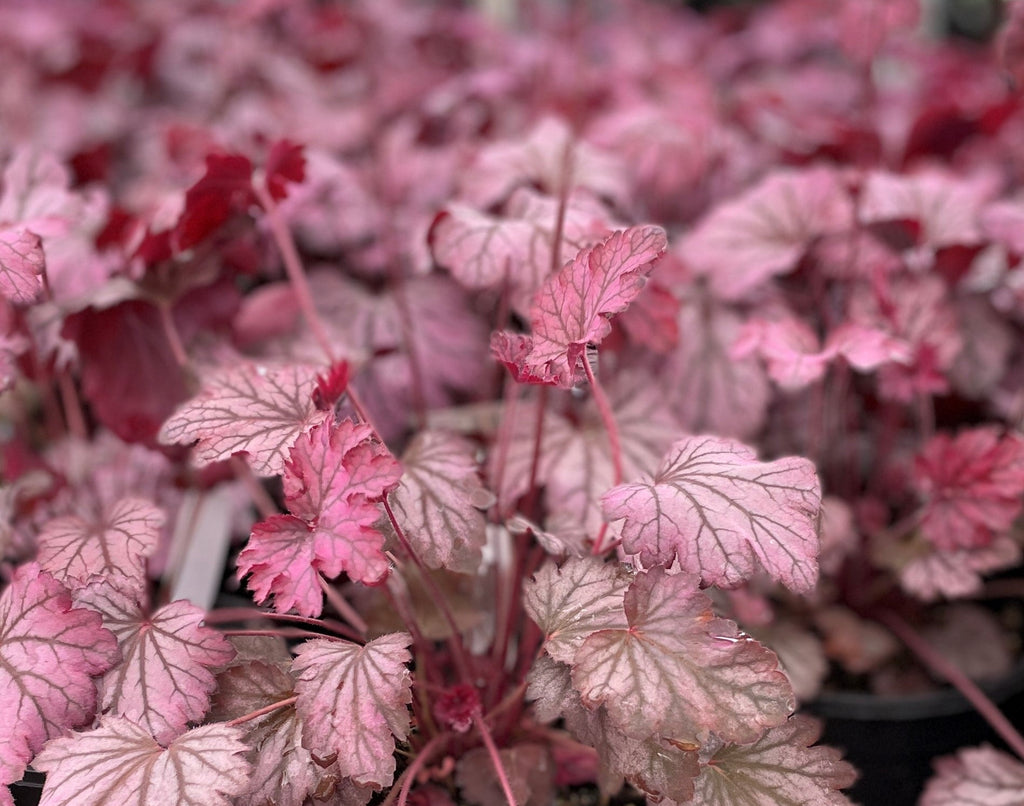 Heuchera x 'Carnival Rose Granita'