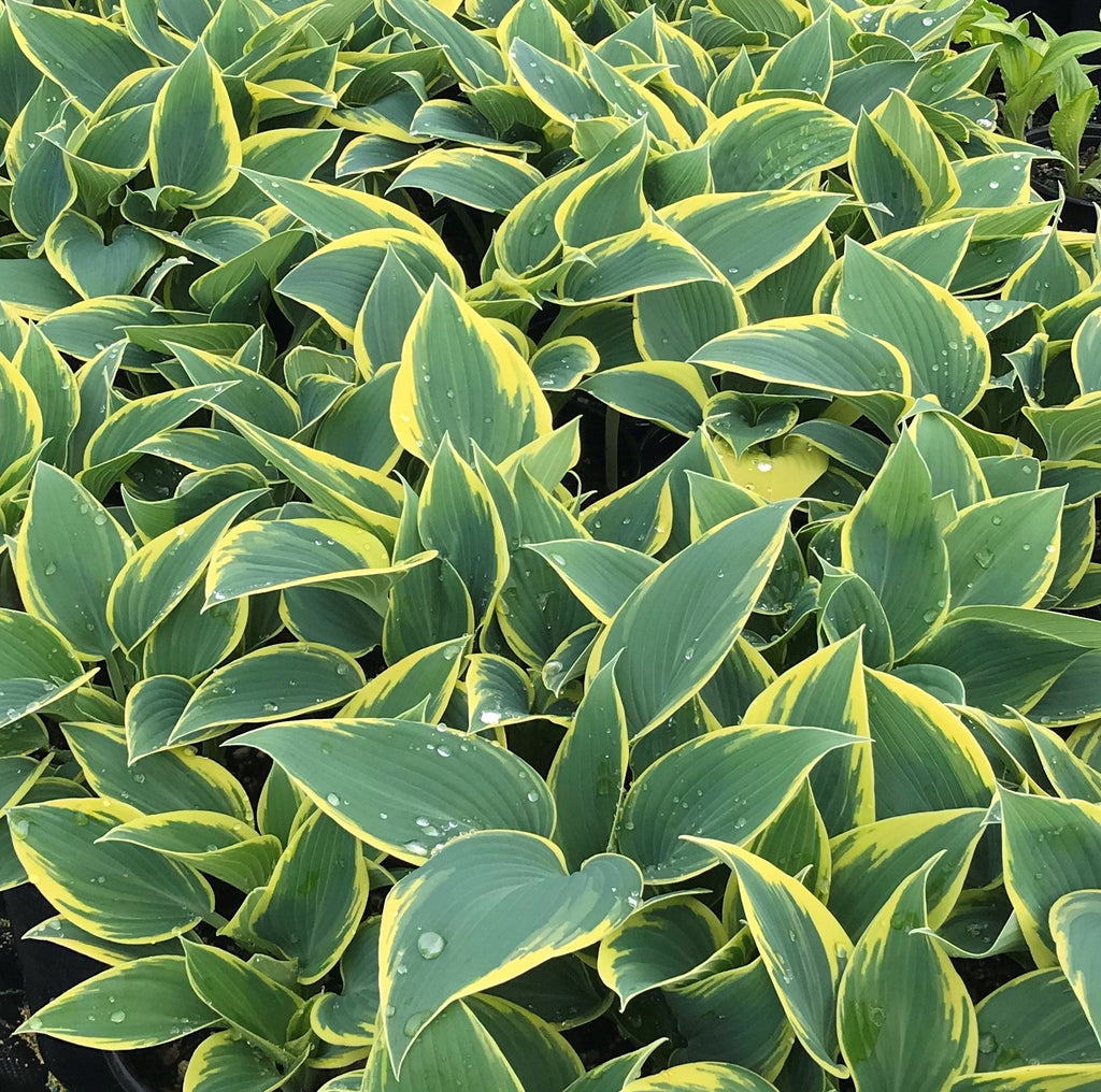 Hosta 'First Frost'