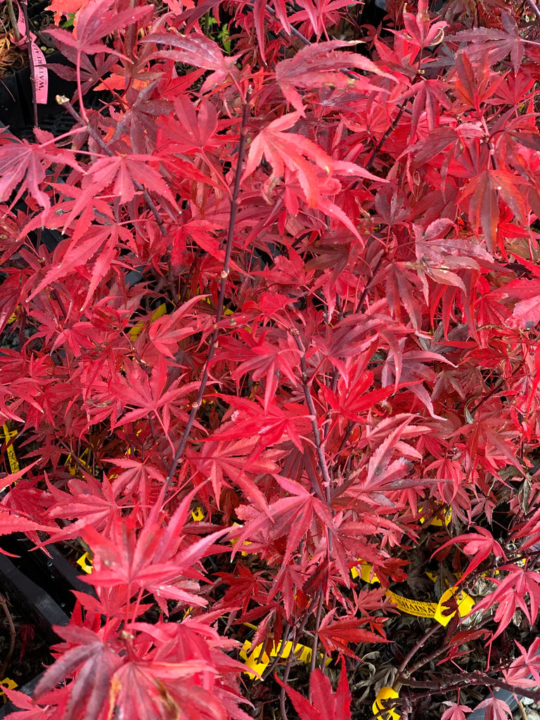 Acer palmatum 'Shaina' (Dwarf)