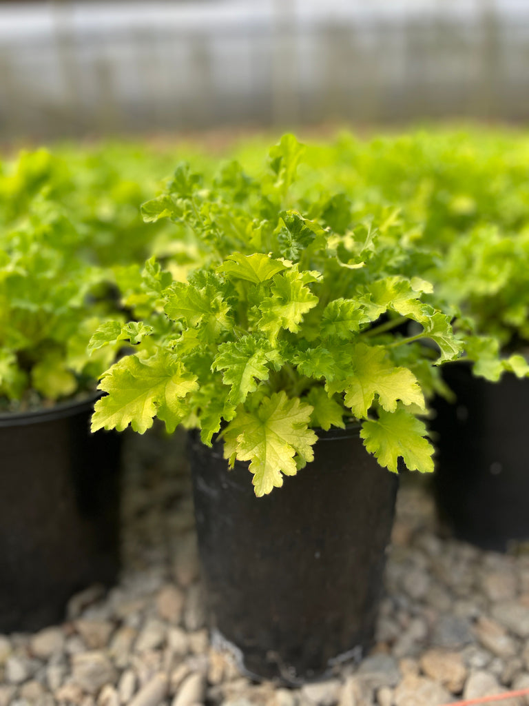 Heuchera 'Winter Joy'