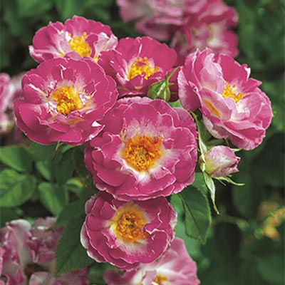 Rosa climb. 'Cupid's Kisses' ™ PPAF (pink)