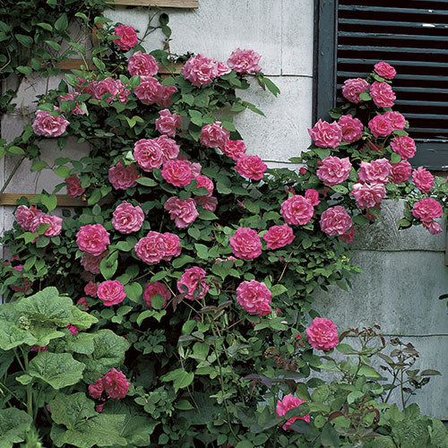 Rosa climb. 'Zephirine Drouhin' (pink)